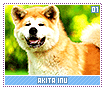 akitainu01