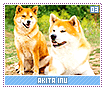 akitainu03