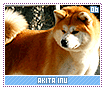 akitainu06