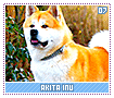 akitainu07