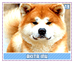 akitainu13