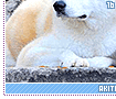 akitainu16