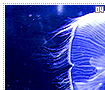 moonjellyfish04
