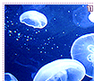 moonjellyfish11
