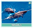 narwhals01