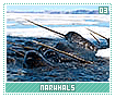 narwhals03