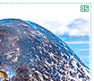 narwhals05