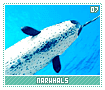narwhals07
