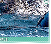 narwhals10