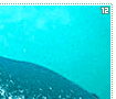 narwhals12