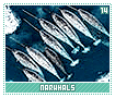 narwhals14