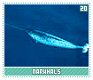 narwhals20